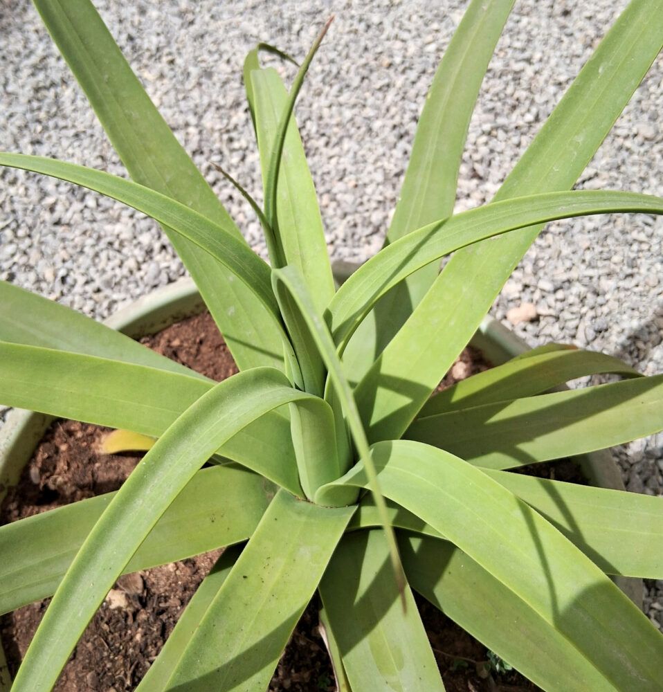 Agave bracteosa - Imagen 2