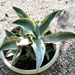Agave gypsophila cv. ivory curls