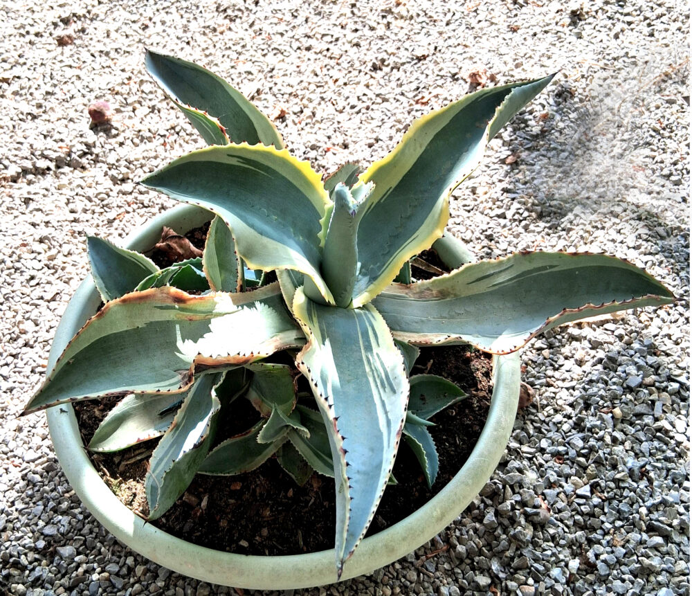 Agave gypsophila cv. ivory curls