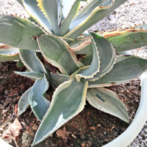 Agave gypsophila cv. ivory curls