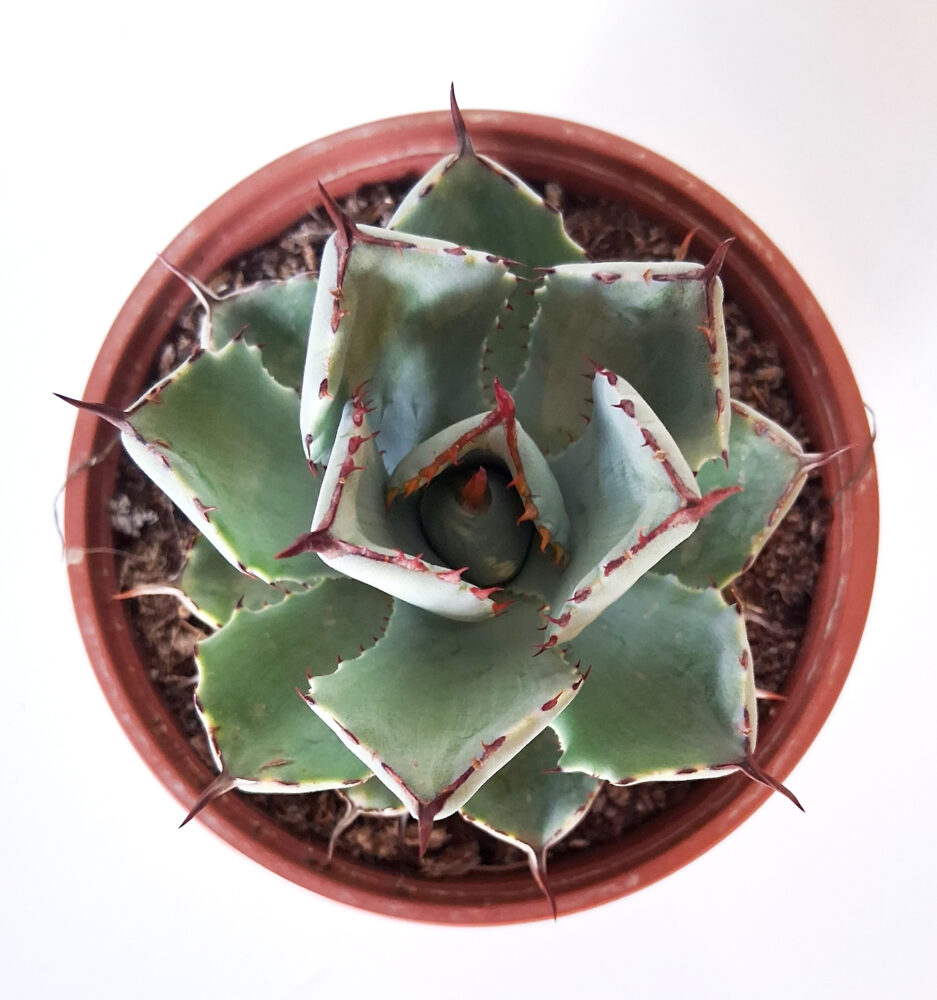 Agave potatorum - Imagen 2