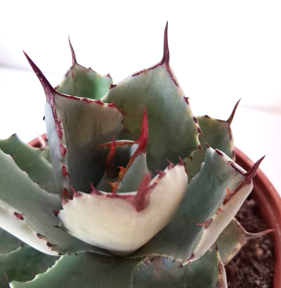 Agave potatorum - Imagen 3