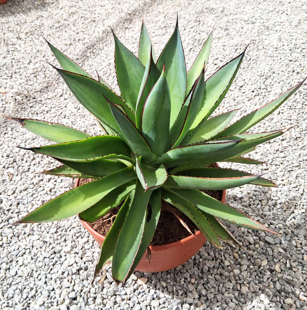 Agave 'red edge'
