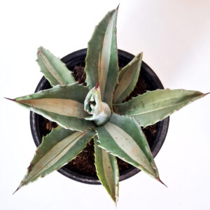 Agave spectabilis mediopicta alba