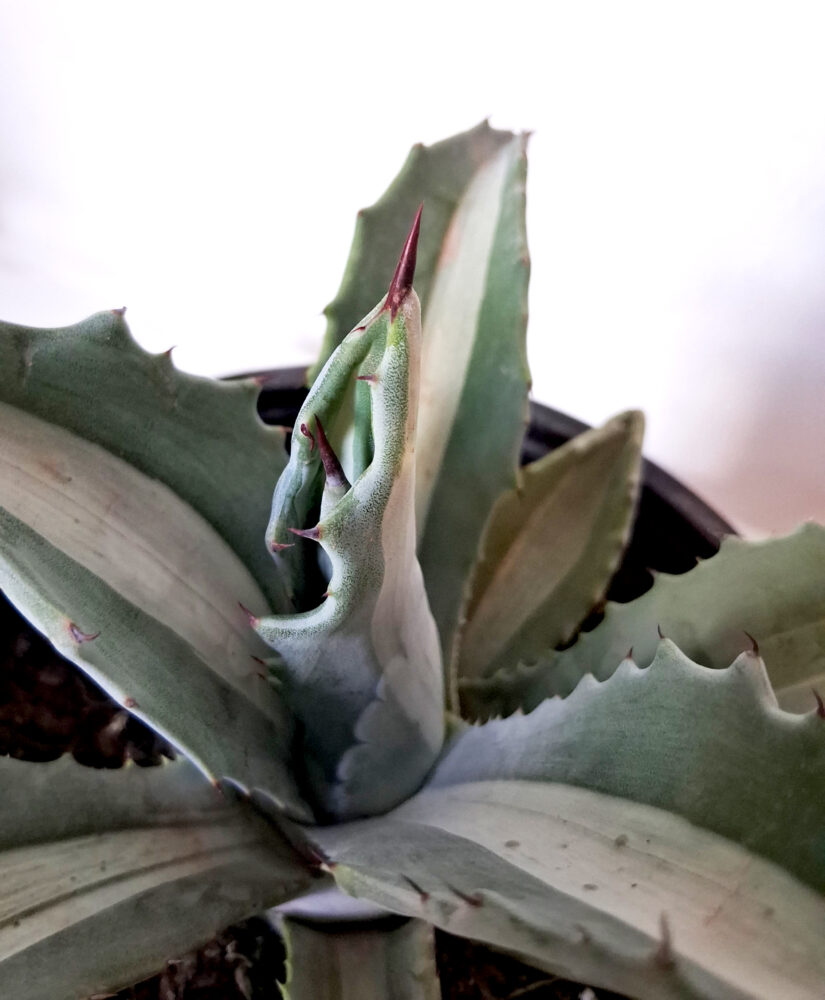 Agave spectabilis mediopicta alba - Imagen 3