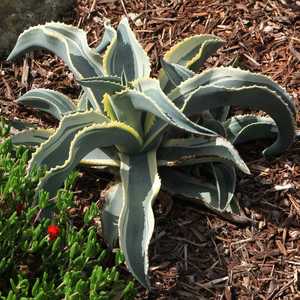 Agave gypsophila cv. ivory curls - Imagen 4