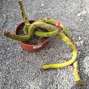 Borzicactus aureispinus