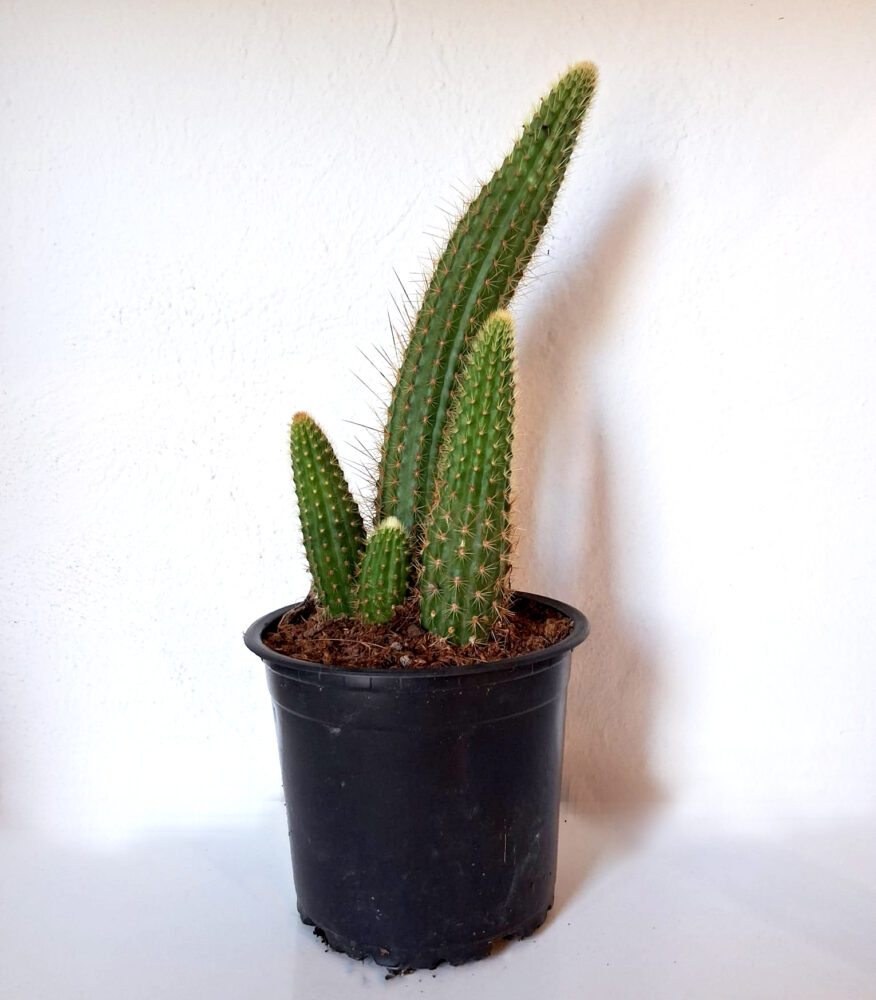 Borzicactus aureispinus - Imagen 3