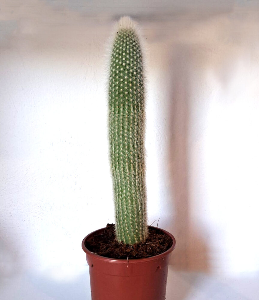 Cleistocactus strausiii