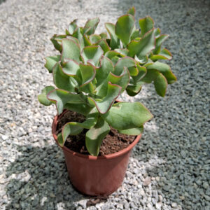 Crassula arborescens subsp. undulatifolia