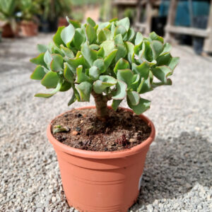 Crassula arborescens subsp. undulatifolia