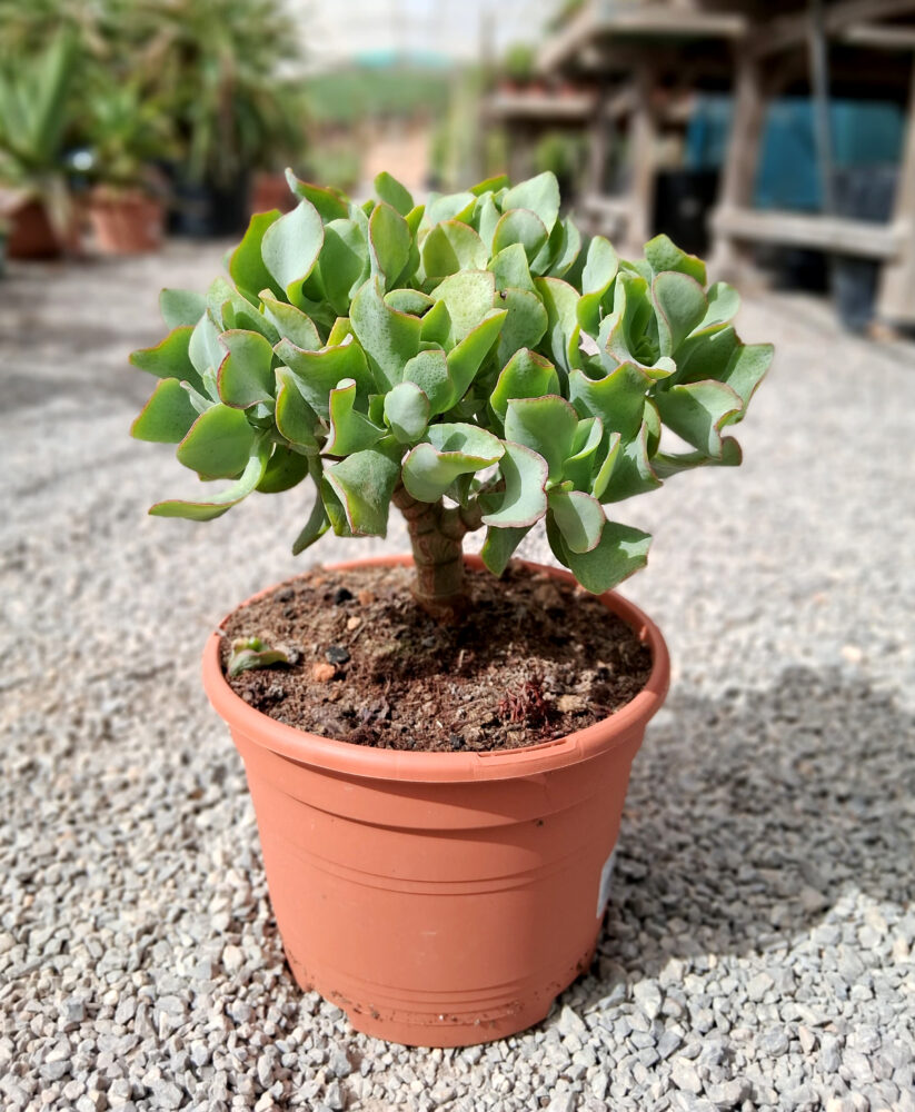 Crassula arborescens subsp. undulatifolia