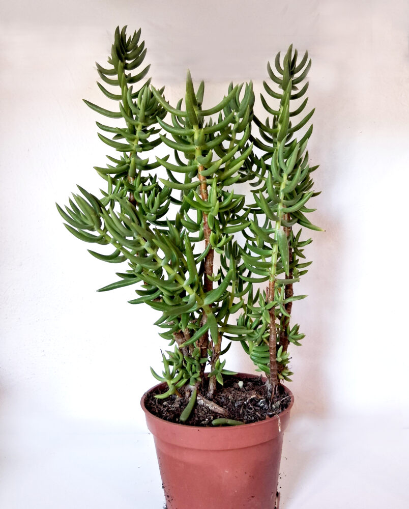 Crassula tetragona
