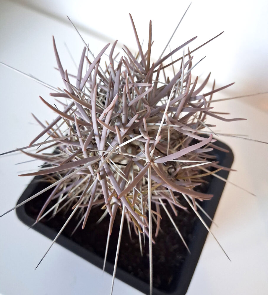 Didierea madagascarensis - Imagen 2