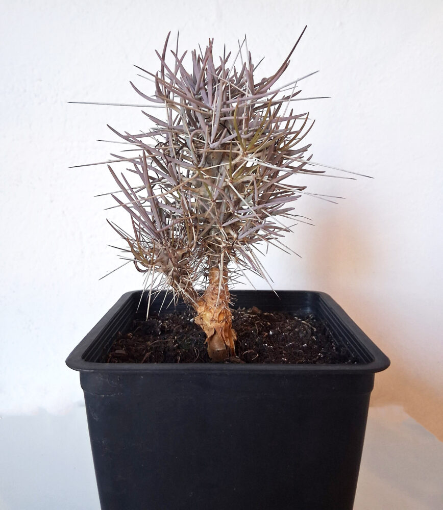 Didierea madagascarensis