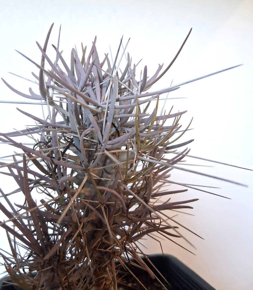 Didierea madagascarensis - Imagen 3