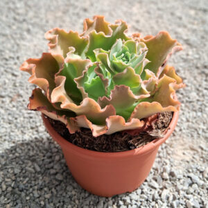 Echeveria 'Dorothy'