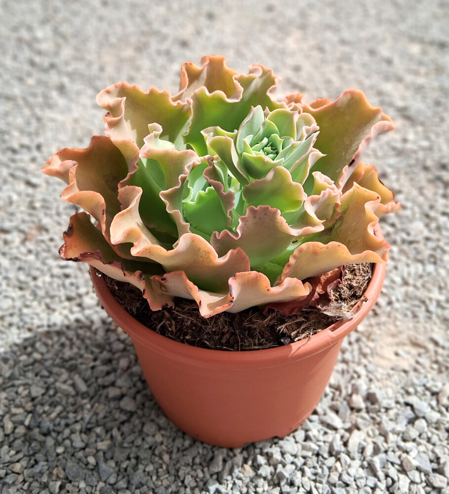 Echeveria 'Dorothy' - Imagen 2