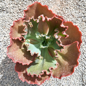 Echeveria 'Shavanna'