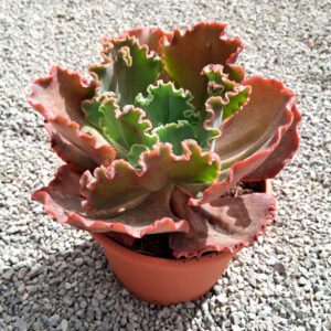 Echeveria 'Shavanna'