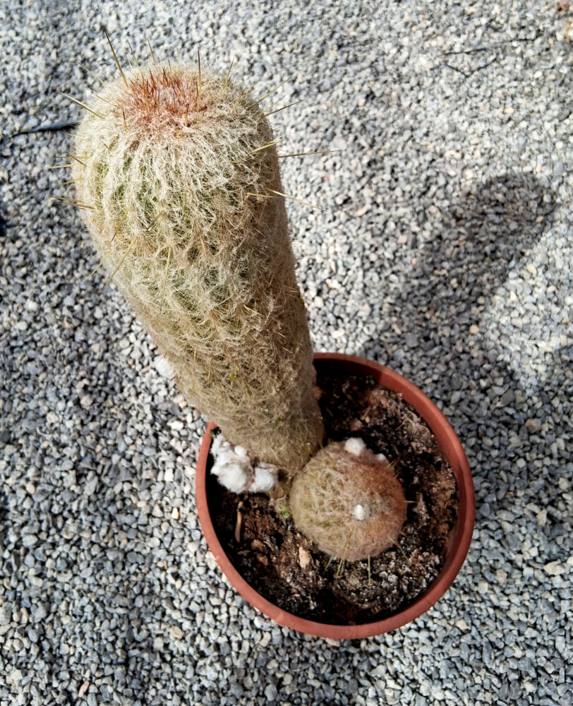 Espostoa lanata - Imagen 2