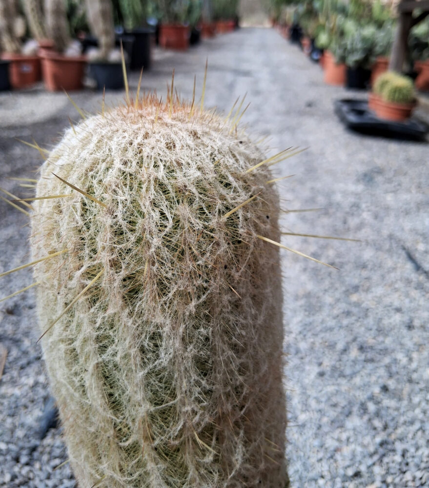 Espostoa lanata - Imagen 3