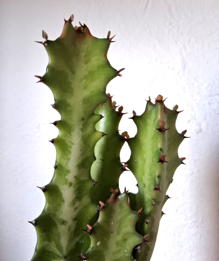 Euphorbia lactea cristata - Imagen 3