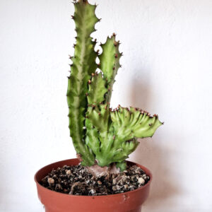Euphorbia lactea cristata