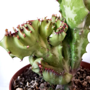 Euphorbia lactea cristata