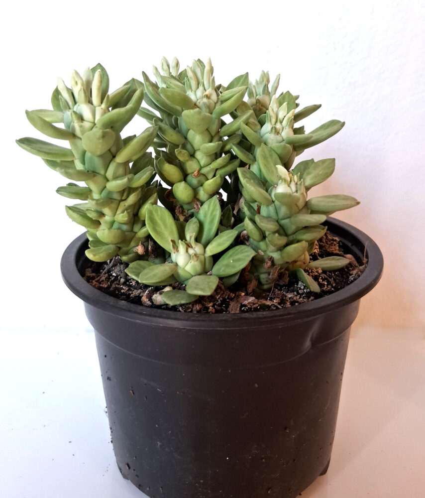 Euphorbia lugardiae - Imagen 2