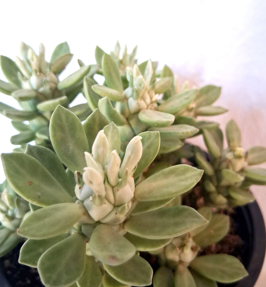 Euphorbia lugardiae - Imagen 3