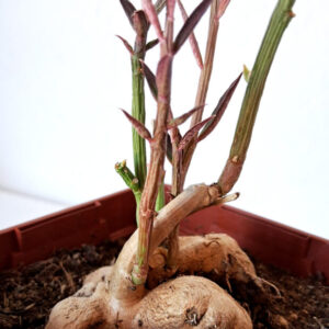 Euphorbia neorubella