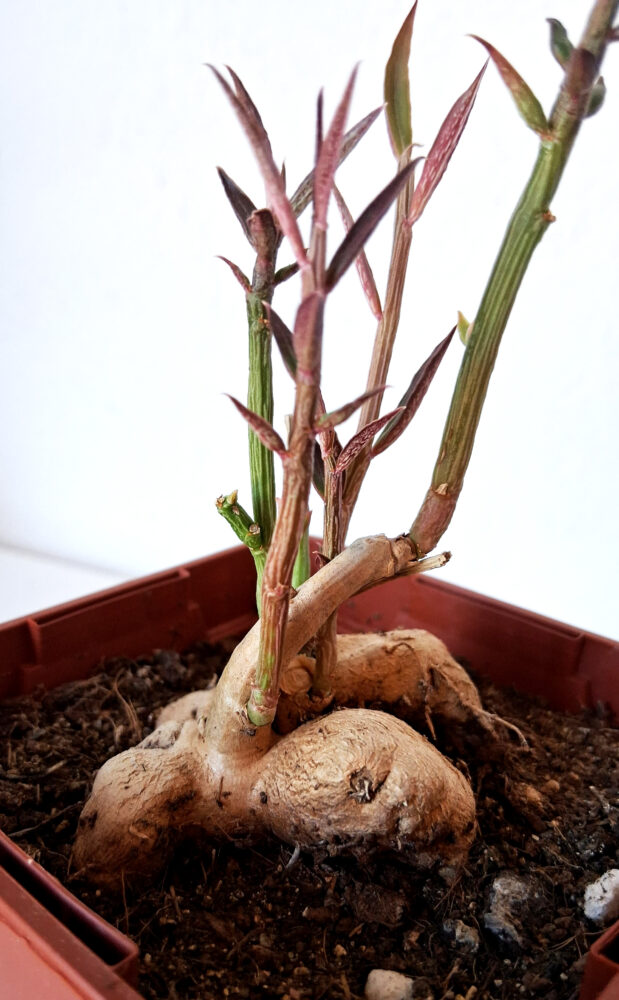 Euphorbia neorubella - Imagen 2