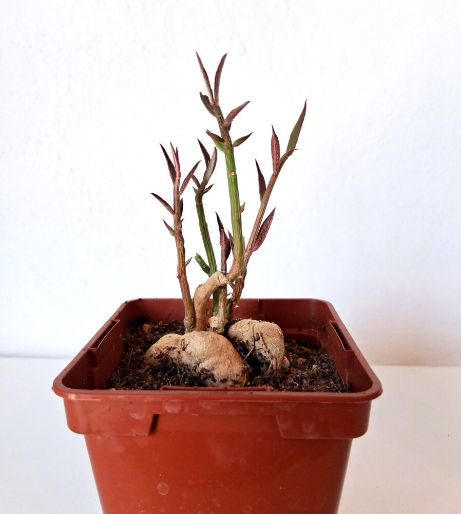 Euphorbia neorubella