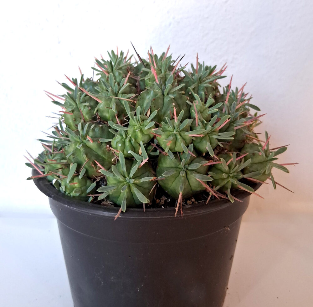 Euphorbia pulvinata cv. nana