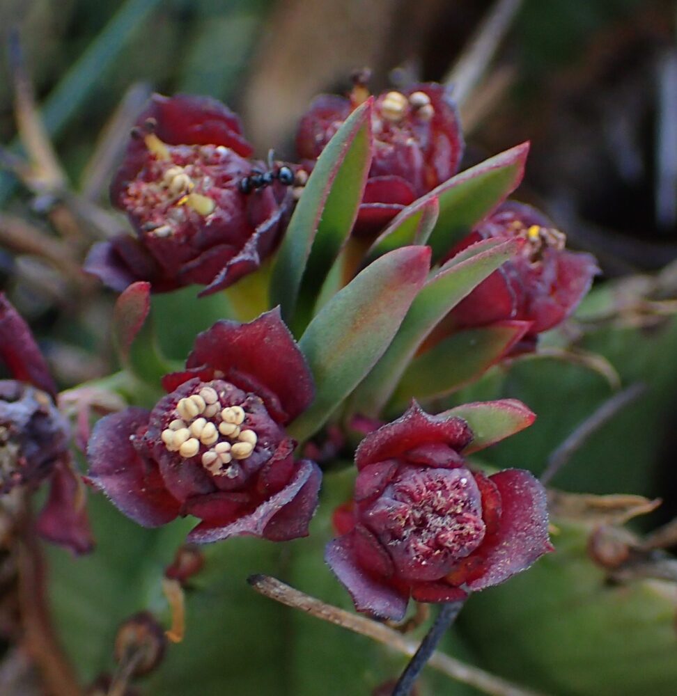 Euphorbia pulvinata cv. nana - Imagen 5