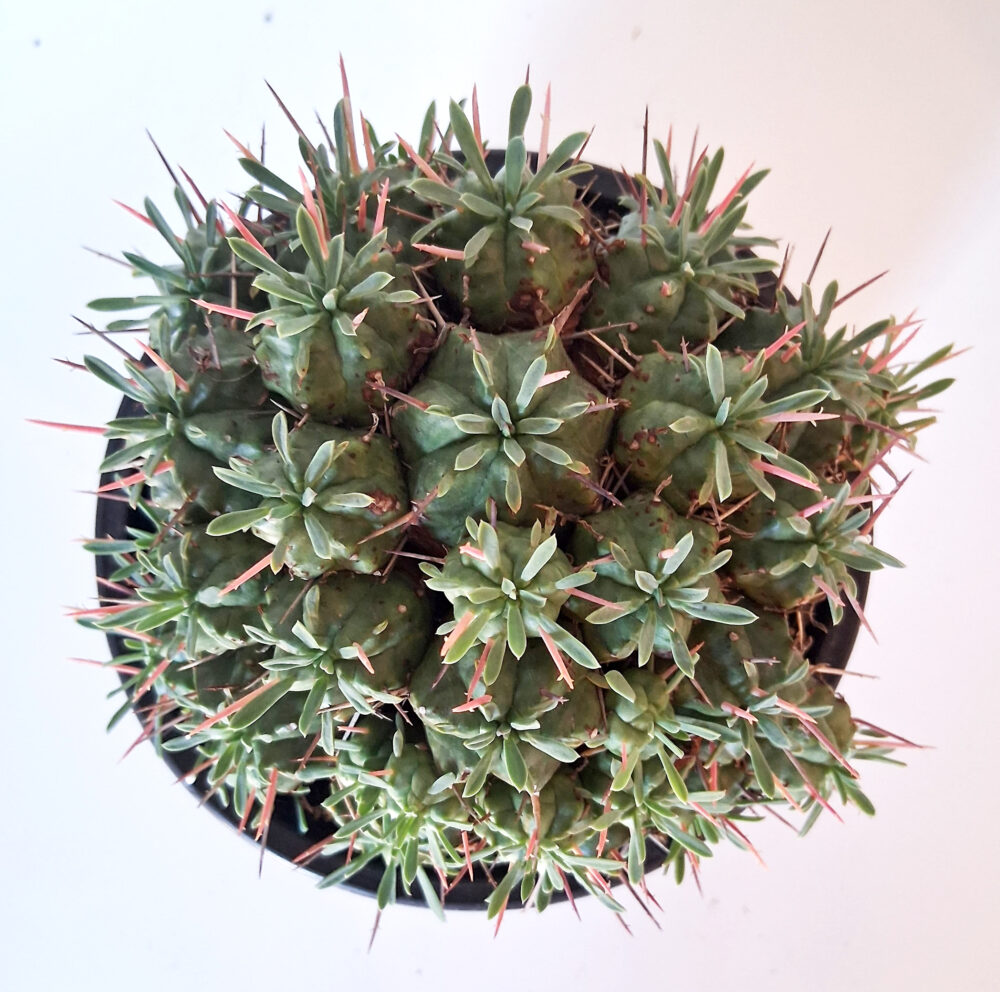 Euphorbia pulvinata cv. nana - Imagen 2