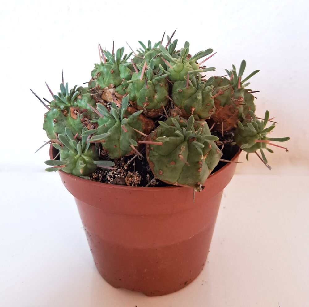 Euphorbia pulvinata cv. nana - Imagen 3