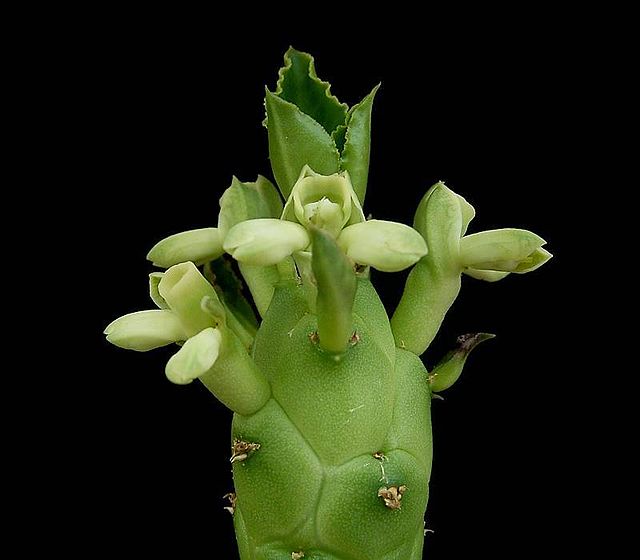 Euphorbia lugardiae - Imagen 4