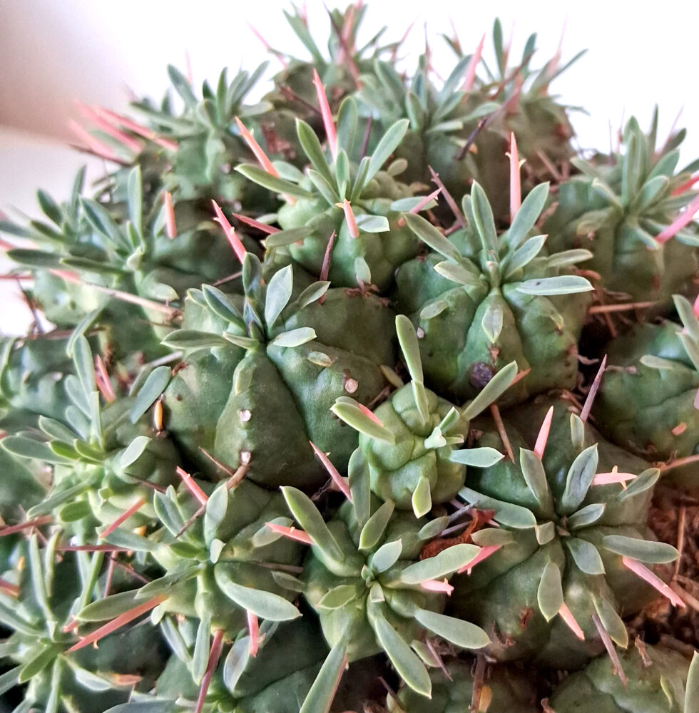 Euphorbia pulvinata cv. nana - Imagen 4