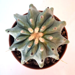 Ferocactus glaucescens inermis