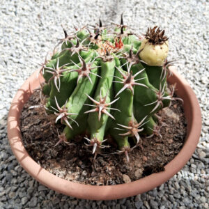 Ferocactus horridus var. brevispinus