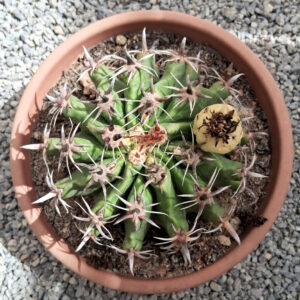 Ferocactus horridus var. brevispinus