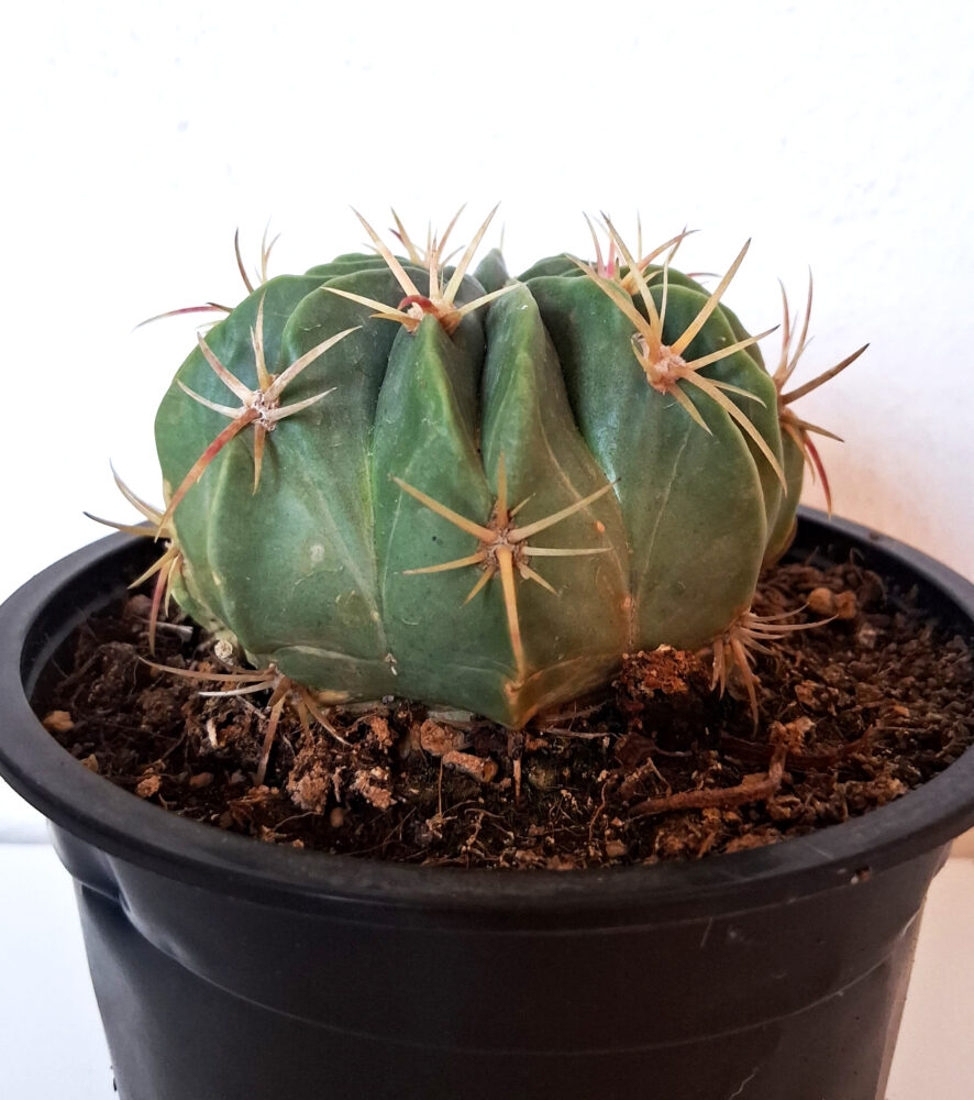 Ferocactus macrodiscus - Imagen 2