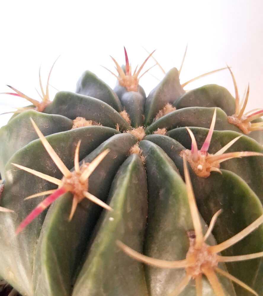 Ferocactus macrodiscus - Imagen 3
