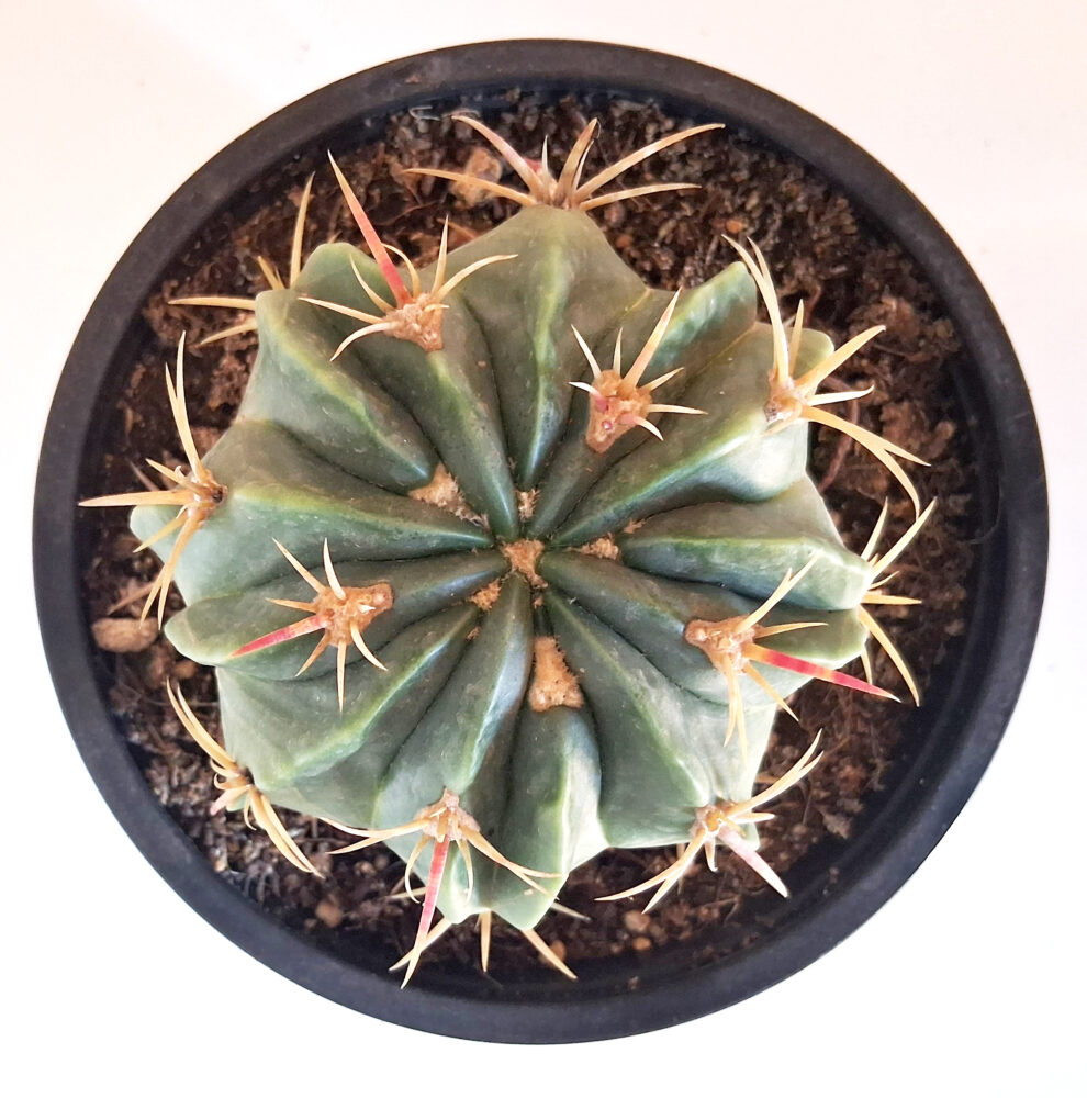 Ferocactus macrodiscus