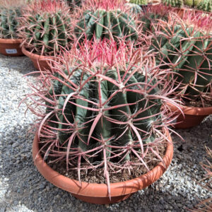 Ferocactus stainesii