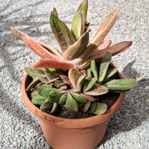 Gasteria 'Little warty'