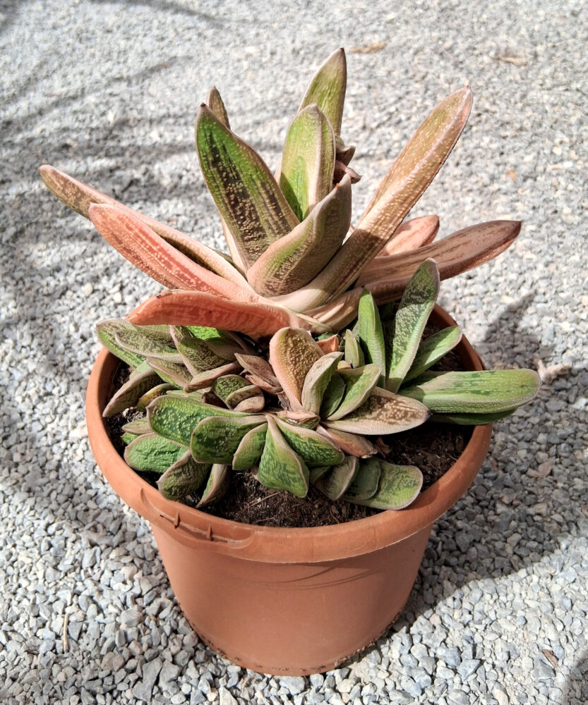 Gasteria 'Little warty'