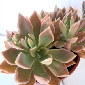 Graptopetalum paraguayense